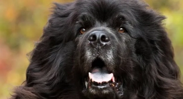 Най -добрите шест породи кучета, които се отличават по своята упоритост и мързел